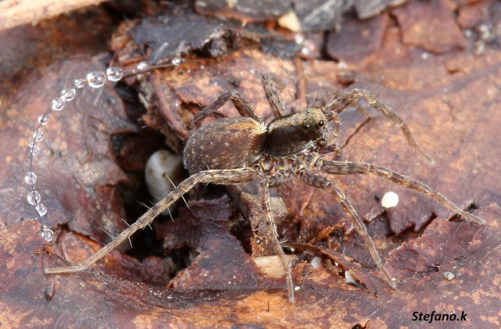 Pardosa sp. - Carso Triestino (zona S. Croce)